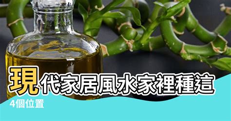 龜背竹臥室風水|【風水樹龜背竹】現代家居風水家裡種這些風水植物生。